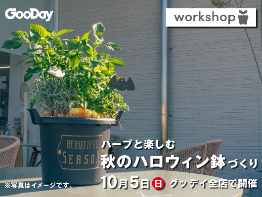 【全店開催】『ハーブと楽しむ！秋のハロウィン鉢づくり』