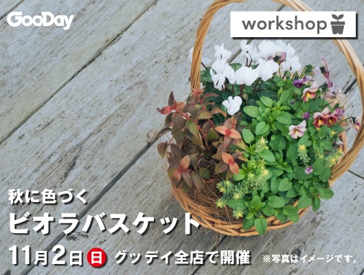 【全店開催】『秋に色づくビオラバスケット』